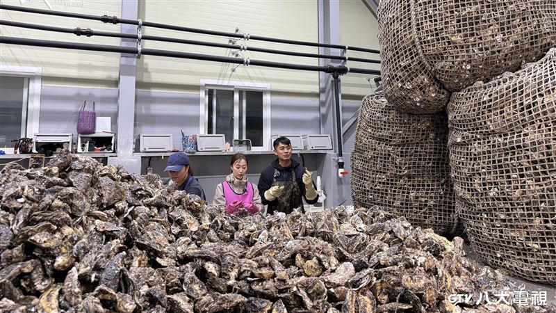 生蠔加工場與開殼畫面