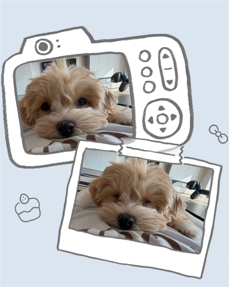 楊丞琳與愛犬乖乖